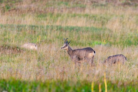 Chamois (Rupicapra rupicapra) on a meadow in the Vosges Mountains, wildlife, France