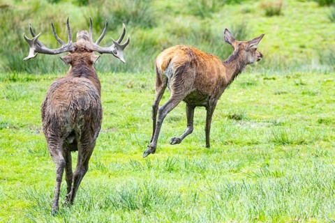 Red deer (Cervus elaphus) Rutting behaviour captive Germany