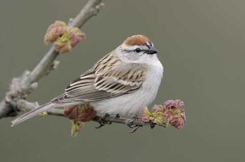 Chipping Sparrow (Spizella passerina), Canada