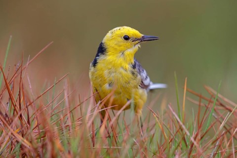 Citrine wagtail, (Motacilla citreola), foraging in a biotope, Middle East, Oman, songbird, family