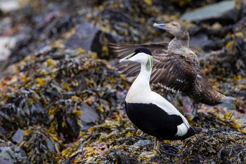 Eider duck (Somateria mollissima), breeding pair in seaweed, female flapping her wings, Vardø,