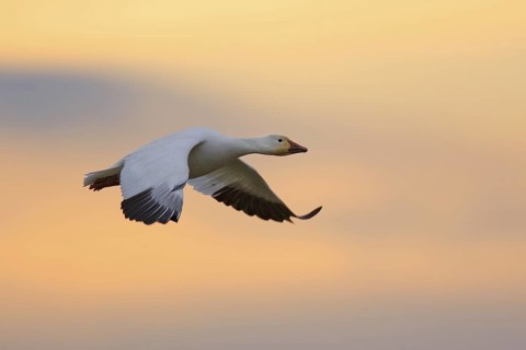 Snow Goose (Anser caerulescens) flying, British Columbia, Canada