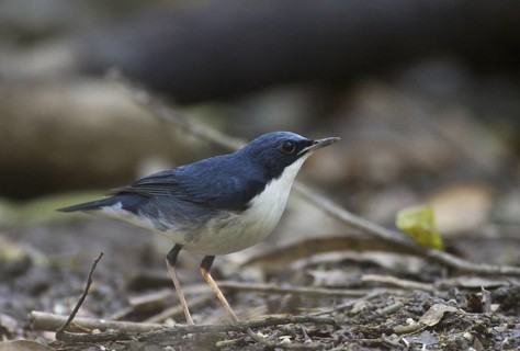 Siberian Blue Robin (Larvivora cyane) male, Khao Yai National Park, Thailand