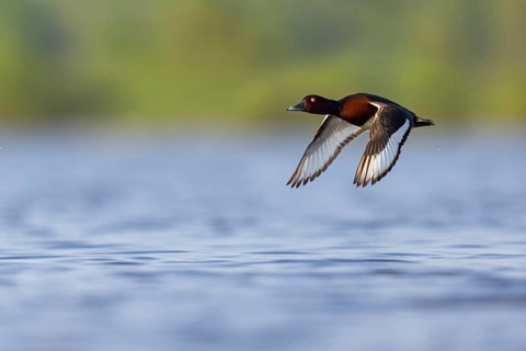 Ferruginous Duck, Ferruginous Pochard, (Aythya nyroc), (Anas nyroca), Fuligule nyroca, Porrón