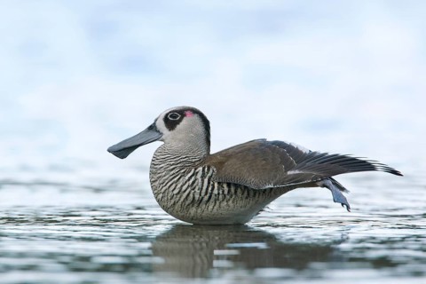 Pink-eared Duck (Malacorhynchus membranaceus) stretching, Victoria, Australia
