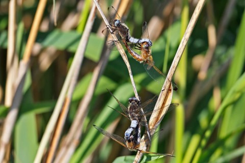 Lesser blue arrow (Orthetrum coerulescens), four animals mating on a reed stalk, copula, Peene
