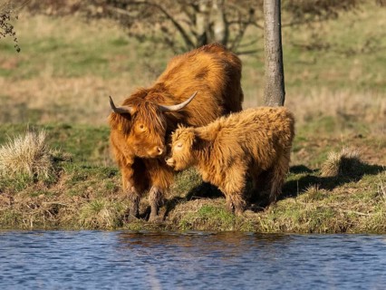 Scottich Highland Cow (Bos taurus), with Calf, mother cow nuzzling calf affectionately, at side of