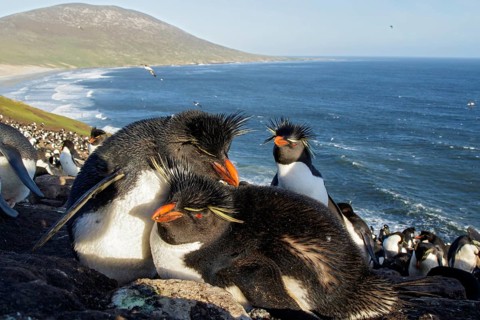 Rockhopper Penguin (Eudyptes chrysocome) at a nesting colony in the Falkland Islands