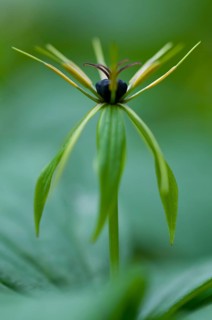 Herb Paris (Paris quadrifolia), Emsland, Lower Saxony, Germany