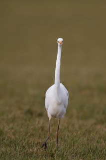 Great Egret (Ardea alba) foraging, North Rhine-Westphalia, Germany