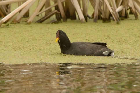 Red-fronted Coot (Fulica rufifrons), Buenos Aires, Argentina