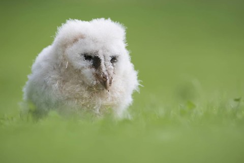 Western Barn Owl (Tyto alba) juvenile, captive, Germany