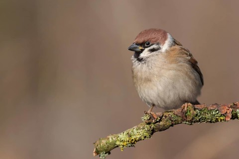 Eurasian Tree Sparrow (Passer montanus) perched on a branch, Lower Saxony, Germany