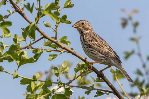 Corn Bunting (Emberiza calandra) perched on a branch, Mecklenburg-Western, Pomerania, Germany