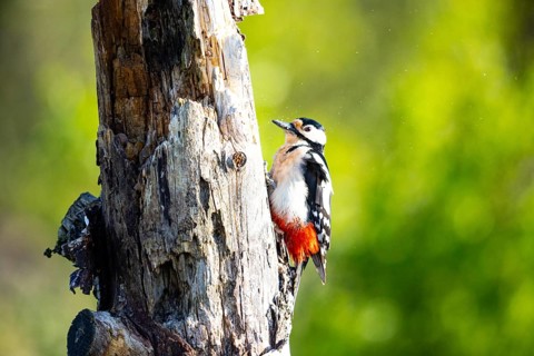Great spotted woodpecker (Dendrocopus major) ml Germany