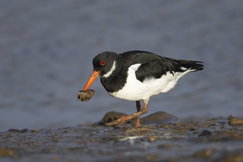 Eurasian oystercatcher (Haematopus ostralegus) adult bird carrying a mussel shell in its beak on a