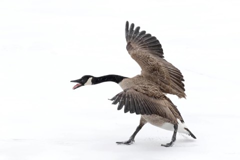 Canada goose standing on a frozen lake. Branta canadensis. Goose with agressive display