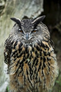 Eurasian eagle-owl (Bubo bubo), European eagle owl close up portrait