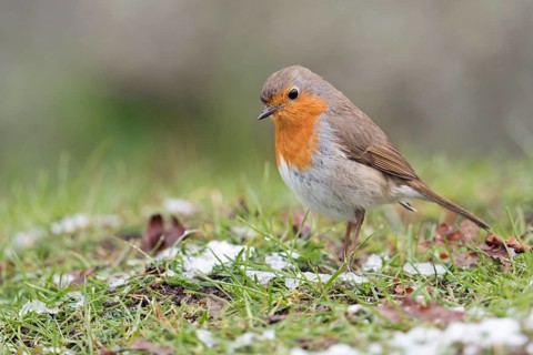 European Robin (Erithacus rubecula) perched on snowy ground, North Rhine-Westphalia, Germany