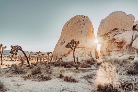 Sunrise in Joshua Tree National Park