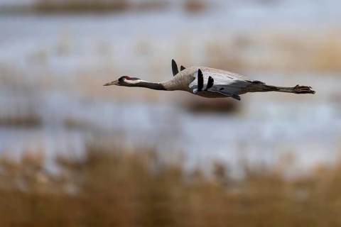 Common crane (Grus grus), Hornborga, Sweden