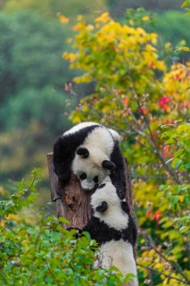 Two Giant Pandas, cubs, ailuropoda melanoleuca, climb in a tree