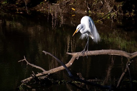 Great White Egret (Ardea alba) in the nature reserve Reserva Ecologica Ciudad Universitaria