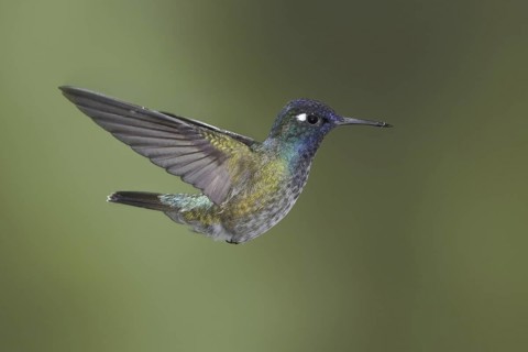 Violet-headed Hummingbird (Klais guimeti), Ecuador