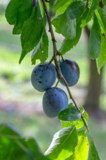 Plum (Prunus domestica 'Italienische Zwetsche'), Cambridge Botanical Garden, Germany