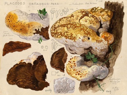 Mushroom, fungi, oak bracket, Pseudoinonotus dryadeus, Syn. Placodes dryadeus, authentic