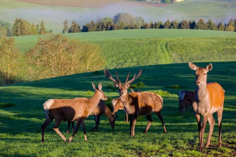 A herd of Altai maral, Altai wapiti or Altai elk (Cervus canadensis sibiricus) stand on a meadow in