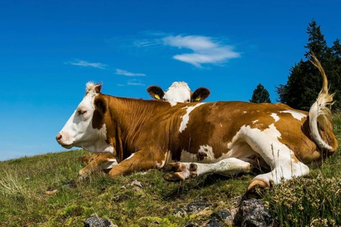 Dairy cows in front of a blue sky, Herzogenhorn, Southern Black Forest, Black Forest, Germany