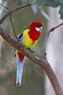 Eastern Rosella (Platycercus eximius), Australian Capital Territory, Australia