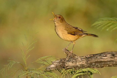 Clay-colored Thrush (Turdus grayi) singing, Texas, USA