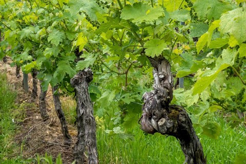 Vines, spring, vine blossom, Southern Palatinate, Palatinate, Rhineland-Palatinate, Germany