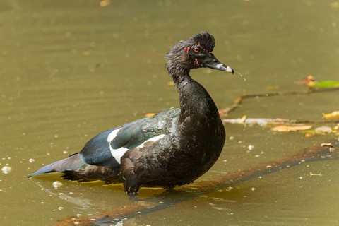 Adulte männliche Moschusente (Cairina moschata)