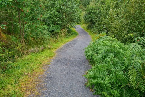 A quiet hiking trail lined with green plants and trees, Victoria Falls, Slattadale, Achnasheen,