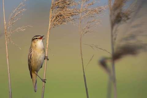 Reed Warbler, (Acrocephalus schoenobaenus) Animals, Birds, Songbirds, Reed Warbler family, Lake