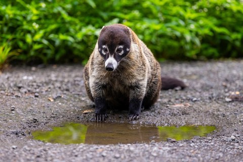 Coati (Nasua narica) in front of a pool of water, Mammals (Mammalia), Alajuela, Costa Rica