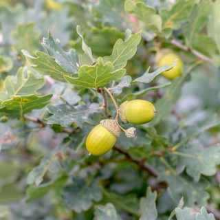 Pedunculate oak (Quercus robur),  Germany