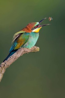 European Bee-eater (Merops apiaster) eating bee, Saxony-Anhalt, Germany