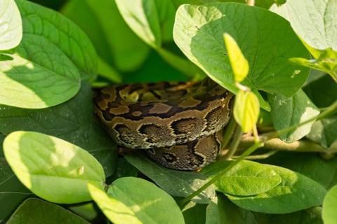 Central African rock python (Python sebae), young animal lying curled up between leaves, Murchison