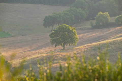 Single Tree standing in a typical Tuscan landscape in Val d'Orcia with hills and fields at sunrise