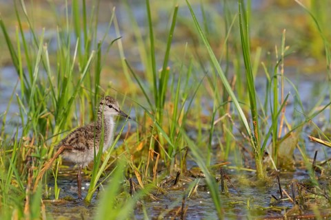 Rotschenkel, Common Redshank, Redshank, Tringa totanus, Chevalier gambette, Archibebe Común