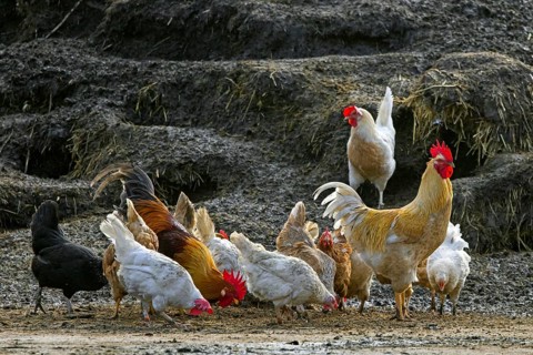 Rooster, cock with hens, free range chickens foraging in front of dungheap, manure heap at inner