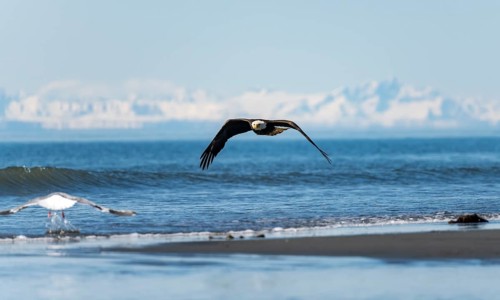 Bald eagle (Haliaeetus leucocephalus) in flight, Anchor Point at Cook Inlet, white mountain peaks