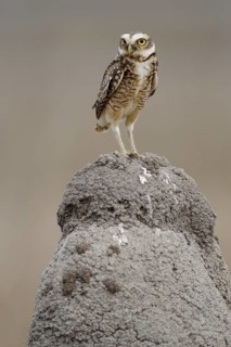 Burrowing Owl (Athene cunicularia), Pantanal, Brazil