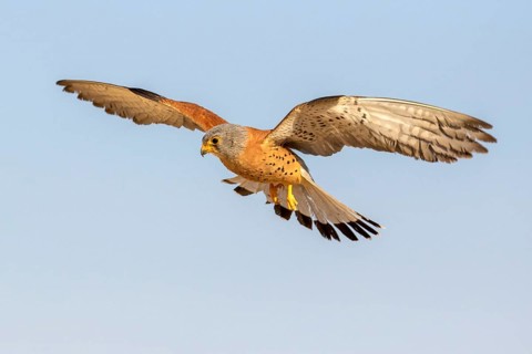Lesser Kestrel (Falco naumanni) male flying, Castile-La Mancha, Spain