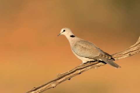 Kaapse tortelduif in avond zonnetje, Cape Turtle Dove in sunset