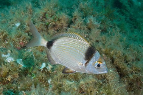 Two-banded seabream (Diplodus vulgaris)